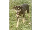 Adopt Roxie a Black - with Tan, Yellow or Fawn Mutt / Mixed dog in Rutledge