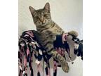 Adopt Cricket 4043 a Domestic Shorthair / Mixed cat in Vista, CA (39317827)