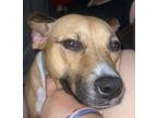 Adopt Bella a Red/Golden/Orange/Chestnut - with White Boxer / American Pit Bull