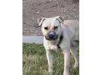 Adopt Ziggy a White - with Tan, Yellow or Fawn Pitsky / Pitsky / Mixed dog in