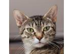 Adopt Milicent a Brown or Chocolate Domestic Shorthair / Domestic Shorthair /