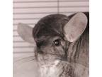 Adopt Rhonda a Silver or Gray Chinchilla / Mixed small animal in Hilliard