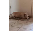 Adopt Bentley a Tan/Yellow/Fawn Basset Hound / Mixed dog in Fresno