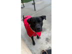 Adopt Oliver a Black Labrador Retriever / American Pit Bull Terrier / Mixed dog