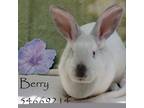 Adopt Berry AKA Bear a White Dutch / Mixed rabbit in Wilkes Barre, PA (41345214)