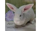 Adopt Alice -Unknown a White Dutch / Mixed (short coat) rabbit in Wilkes Barre