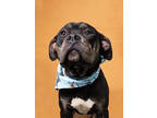 Adopt Bruno a Black American Pit Bull Terrier / Mixed dog in Atlanta