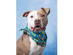 Adopt Tropical a Tan/Yellow/Fawn American Pit Bull Terrier / Mixed Breed
