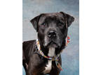 Adopt Gumbo a Black Labrador Retriever / Mixed dog in Atlanta, GA (41296888)