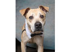 Adopt HIRO a Tan/Yellow/Fawn Labrador Retriever / Mixed dog in Atlanta