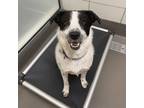 Adopt Sutton a White Mixed Breed (Large) / Mixed dog in Dallas, TX (41118325)
