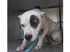 Adopt FLETCHER a White Mixed Breed (Medium) / Mixed Breed (Medium) / Mixed