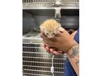 Adopt 55824806 a Orange or Red Domestic Shorthair / Domestic Shorthair / Mixed