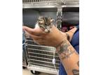 Adopt 55824818 a Gray or Blue Domestic Shorthair / Domestic Shorthair / Mixed