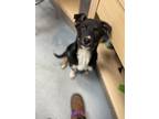 Adopt Shaggy Dog a Black Corgi / Border Collie / Mixed dog in Steamboat Springs