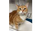 Adopt Niko a Orange or Red Domestic Shorthair / Domestic Shorthair / Mixed cat