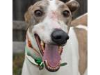 Adopt ww igor a White - with Tan, Yellow or Fawn Greyhound / Mixed dog in