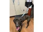 Adopt Zavia a Black Mixed Breed (Medium) / Mixed dog in Baton Rouge