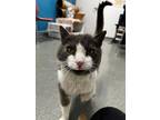 Adopt Olaf a Gray or Blue Domestic Shorthair / Domestic Shorthair / Mixed cat in
