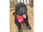 Adopt Baxter a Black - with Gray or Silver Bernedoodle / Mixed dog in Lawrence