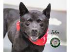 Adopt 24-04-1088 John a German Shepherd Dog / Mixed dog in Dallas, GA (41345839)