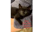 Adopt Brics - Red collar a All Black Domestic Shorthair / Mixed (short coat) cat