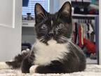 Adopt Cloudy a Domestic Shorthair / Mixed (short coat) cat in Fort Walton Beach