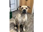Adopt Clyde a Pit Bull Terrier / Mixed dog in Lancaster, OH (39489432)