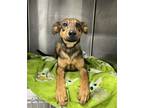 Adopt Poppy ASAP! a Brown/Chocolate - with Black Shepherd (Unknown Type) / Mixed