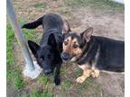 Adopt Tulsa & Reno a Black German Shepherd Dog / Mixed dog in La Honda