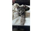 Adopt Luna a Gray or Blue (Mostly) Korat / Mixed (short coat) cat in Detroit