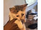 Adopt Milo a White (Mostly) Domestic Shorthair / Mixed (short coat) cat in
