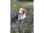Adopt River a Merle Australian Shepherd / Mixed dog in Austin, TX (41118108)