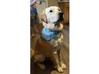 Adopt Duke a Tan/Yellow/Fawn Labrador Retriever / Mixed dog in Hernshaw
