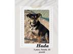 Adopt Hada a Brown/Chocolate - with Black Australian Kelpie dog in Lukeville