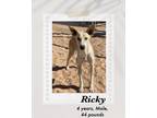 Adopt Ricky a Carolina Dog / Whippet dog in Lukeville, AZ (41341619)