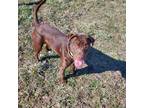 Adopt Sugar a Brown/Chocolate Labrador Retriever / Mixed dog in HUMBOLDT