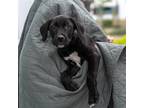 Adopt Derby Pup - Churchill a Black Shepherd (Unknown Type) / Labrador Retriever