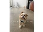 Adopt Misha a Tan/Yellow/Fawn - with White Havanese / Mixed dog in Los Angeles