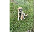 Adopt Sasha a Black - with Tan, Yellow or Fawn German Shepherd Dog / Mixed dog