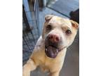 Adopt Boo a Shar Pei / Mixed dog in Burnaby, BC (40906450)