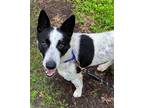 Adopt Jett a Black - with White Australian Cattle Dog / Border Collie / Mixed