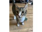 Adopt Lane a Brown Tabby American Shorthair / Mixed (short coat) cat in