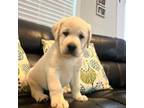 Labrador Retriever Puppy for sale in Chesnee, SC, USA