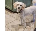 Adopt Shasta update a Tan/Yellow/Fawn - with White Goldendoodle / Mixed dog in