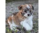 Maltipoo Puppy for sale in Milton, IA, USA