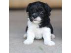 Maltipoo Puppy for sale in Milton, IA, USA