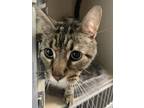 Adopt Paw Paw a Brown or Chocolate Domestic Shorthair / Domestic Shorthair /