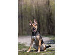 Adopt Harley - Kitchener a Black Mixed Breed (Medium) / Mixed dog in Kitchener
