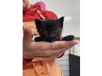 Adopt Hypno a All Black Domestic Shorthair / Domestic Shorthair / Mixed cat in